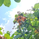 Cashew conundrum: Climate resilience or food security threat in Ghana’s heartland? 6 Cashew conundrum: Climate resilience or food security threat in Ghana’s heartland?