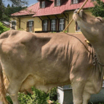 Cow astonishes scientists with rare use of tools