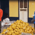 Driver, mate arrested with 396 parcels of suspected cannabis in Yeji