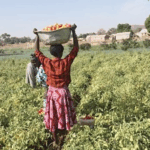 FSRP, FarmMate tomato partnership yields 240 tonnes in Upper East 8 FSRP, FarmMate tomato partnership yields 240 tonnes in Upper East