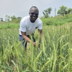 Ghana records 4.7 tonnes per hectare in wheat breakthrough led by Dr Felix Frimpong