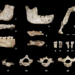 Human fossils unearthed in Casablanca shed new light on a key phase of human evolution 4 Human fossils unearthed in Casablanca shed new light on a key phase of human evolution