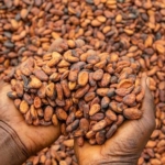 IFC injects millions to support Ghana’s cocoa sector amid financing challenges