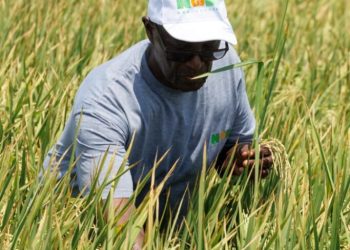 At Nobi Agriculture, scale and systems redefine the possibilities of farming in Ghana