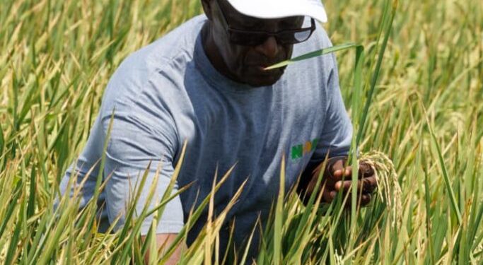 at nobi agriculture scale and systems redefine the possibilities of farming in ghana