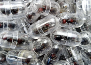 Chinese national arrested over attempt to smuggle 2,000 queen ants from Kenya