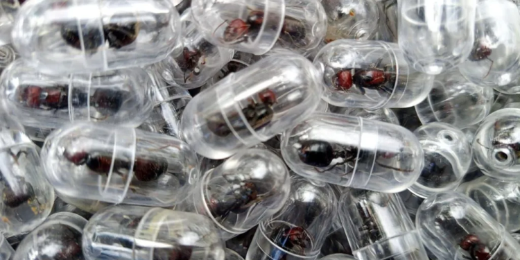 chinese national arrested over attempt to smuggle 2000 queen ants from kenya