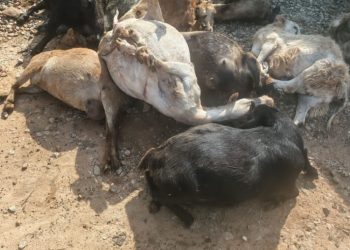 Police arrest two suspected goat-stealing syndicates with 27 animals in Central Region