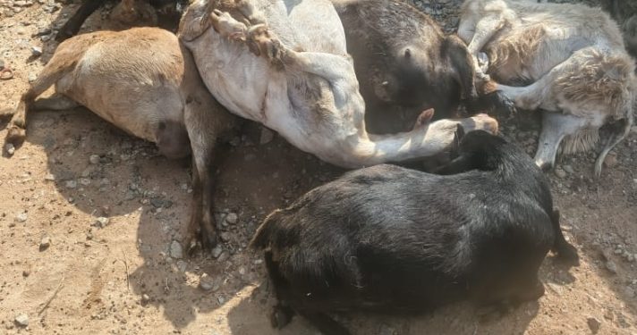 police arrest two suspected goat stealing syndicates with 27 animals in central region