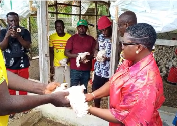 West Akyem MCE distributes chicks under Nkoko Nkitinkiti Project to boost livelihoods