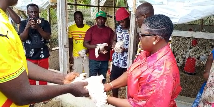 west akyem mce distributes chicks under nkoko nkitinkiti project to boost livelihoods