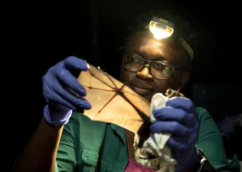 Nigerian wins global prize for trying to save bats in a country that shuns them