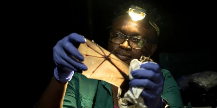nigerian wins global prize for trying to save bats in a country that shuns them