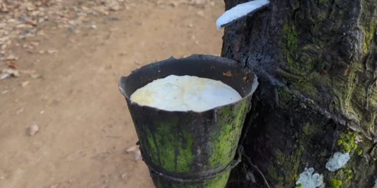 under invoicing scandal hits ghanas raw rubber exports over us700m unaccounted for