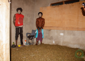 NACOC arrests three in Volta Region cannabis production and storage raid