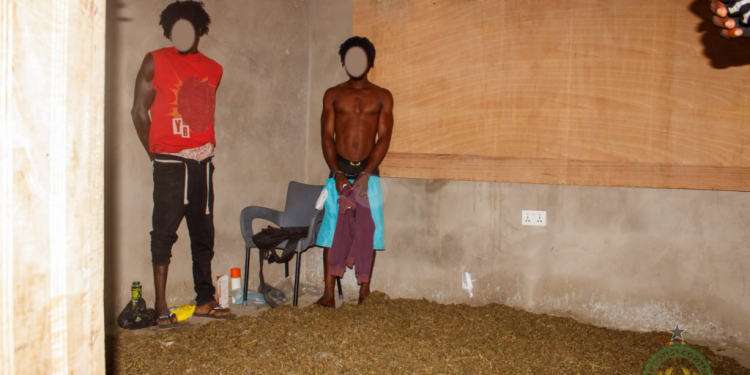 nacoc arrests three in volta region cannabis production and storage raid
